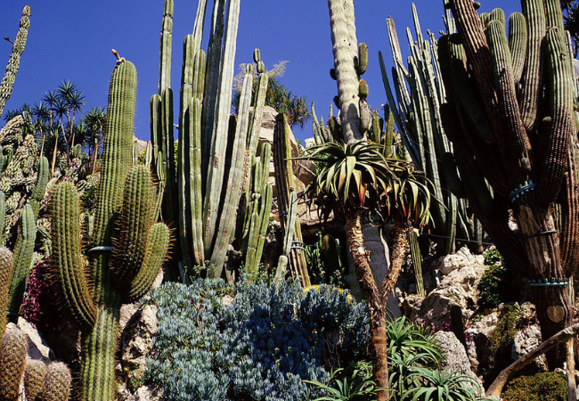 Jardin Exotique, Quartier de Monaco