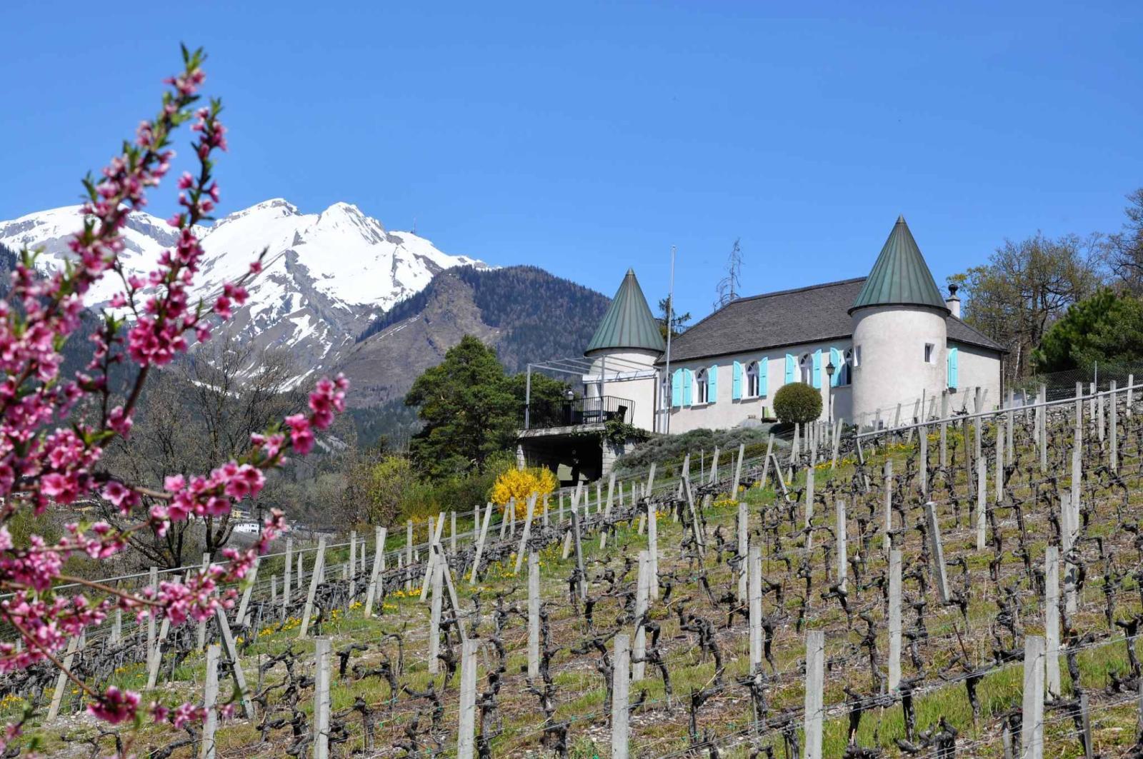 Bien rare à la vente au cœur des vignes - Hauts de Sion
